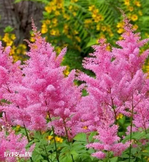 北方庭院耐寒观赏花树(常见的10种耐寒多年生草本花卉)-图片11